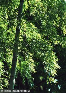 竹林风景-一颗竹子上的竹叶特写