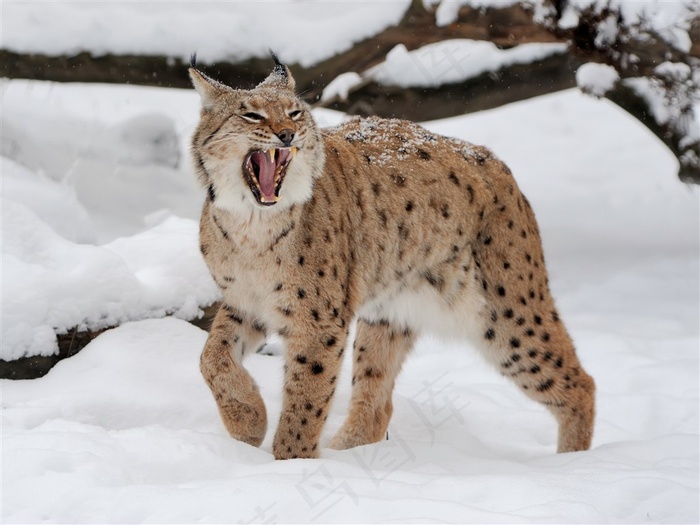雪地里行走的豹猫高清图片