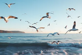 海岸海边空中飞翔海鸥鸟类摄影图
