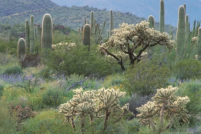 山坡上灌木丛中带刺的仙人掌