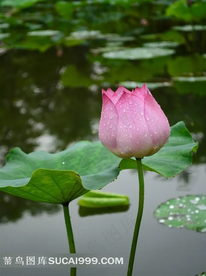 雨后荷花图片素材