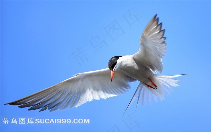 展翅的海鸥