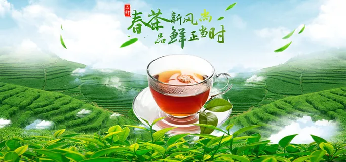 春茶上市茶叶素材 春茶上市茶叶素材