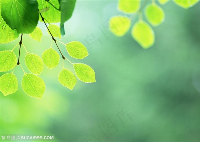漂亮叶子-通透的绿色叶子