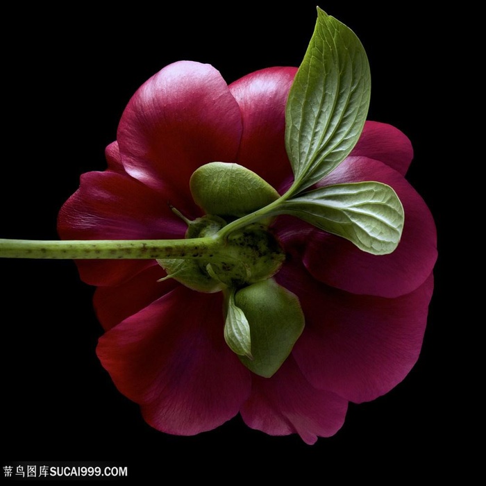 超高清芍药鲜花微距摄影图片