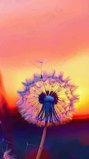 春天落日户外分散种子蒲公英夕阳晚霞摄影图