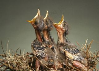 可爱小鸟素材图片下载