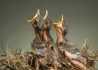 可爱小鸟素材图片下载