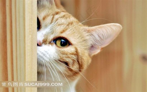 半遮面的小猫摄影素材