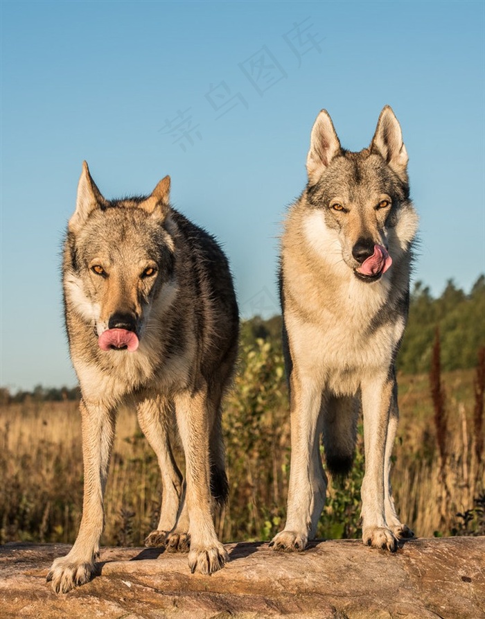 两头饥饿的狼图片