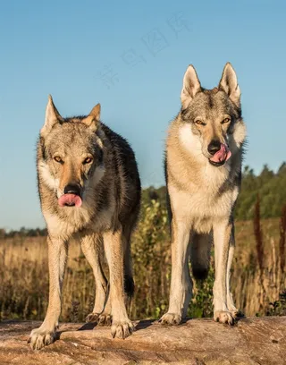 两头饥饿的狼图片