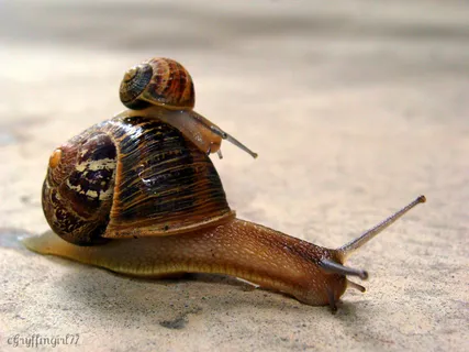 蜗牛动物园动物设计素材森林野生