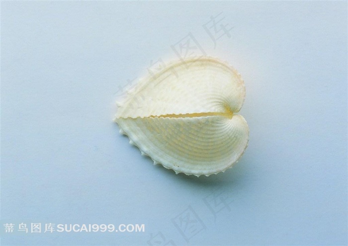 海洋贝壳海螺高清大图