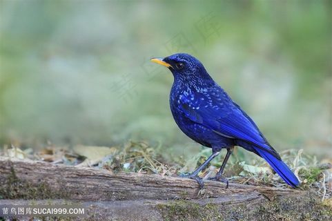 高清紫啸鸫特写鸟类图片