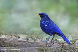 高清紫啸鸫特写鸟类图片