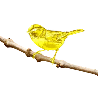 鸟类金山雀免抠图mian