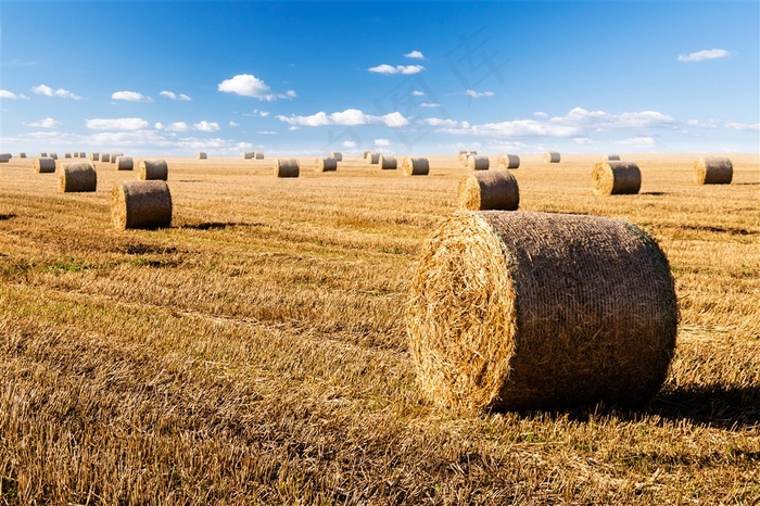 收割后的麦田摄影高清素材