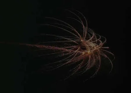 烟花图片 烟花图片