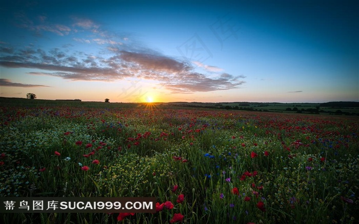 英国赫特福德郡的罂粟田