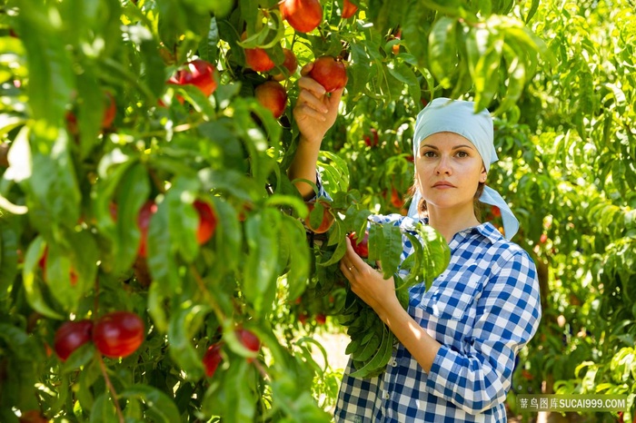 水蜜桃桃园图片