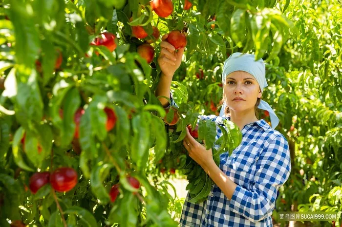 水蜜桃桃园图片