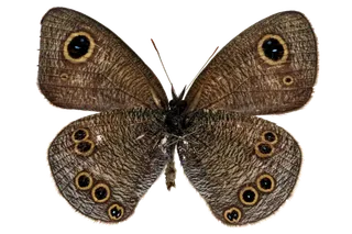 蝴蝶 彩蝶 花蝴蝶 动物 昆虫 免抠