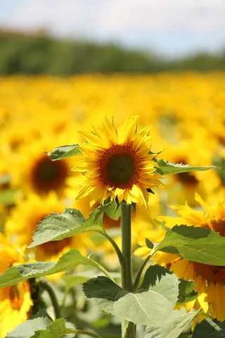 黄色向日葵摄影素材