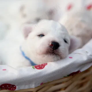小比熊犬图片 小比熊犬图片