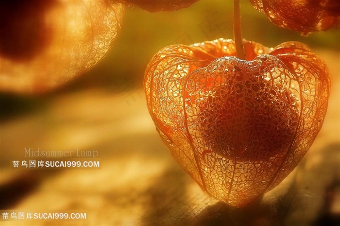 超高清唯美干枯鲜花标本鲜花图片