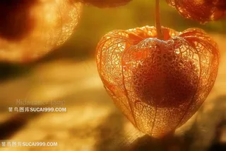 超高清唯美干枯鲜花标本鲜花图片