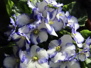 紫罗兰花朵摄影图片