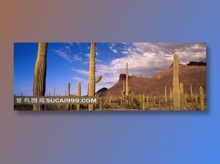 沙漠中的仙人掌摄影