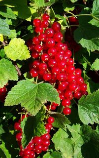 树枝上成熟的黑加仑