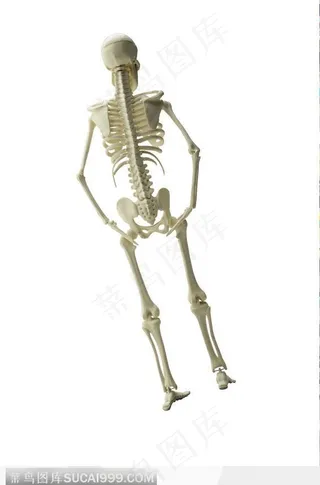 人体骨架结构