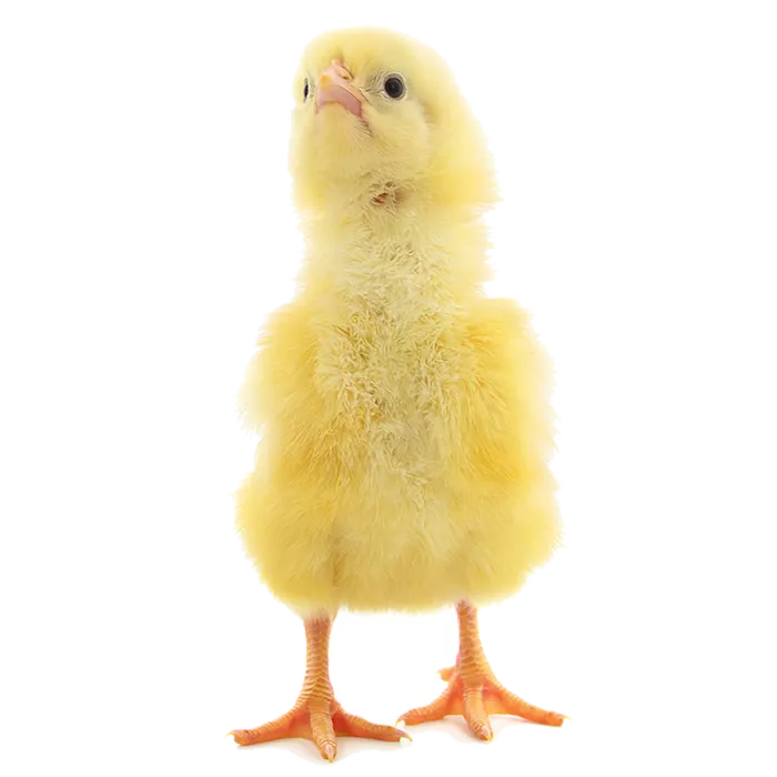 鹌鹑蛋 (超市商品白底图免抠实物摄影png格式图片透明底052