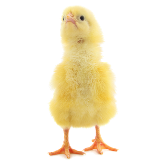 鹌鹑蛋 (超市商品白底图免抠实物摄影png格式图片透明底052