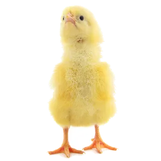 鹌鹑蛋 (超市商品白底图免抠实物摄影png格式图片透明底052