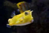 黄色观赏鱼图片
