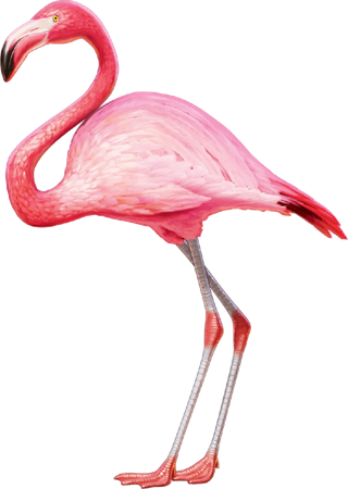 粉色火烈鸟