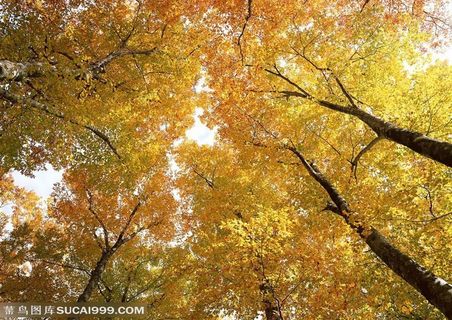 树林树木-秋天站在丛林中透过树木仰望天空