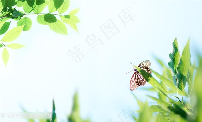 夏日午后的树叶蝴蝶背景