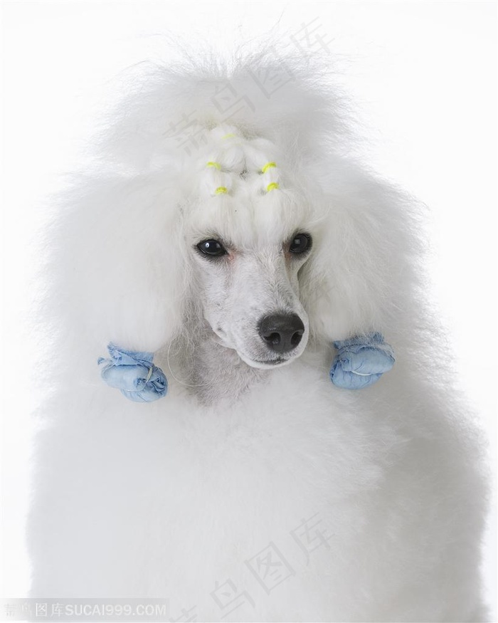 贵宾犬特写
