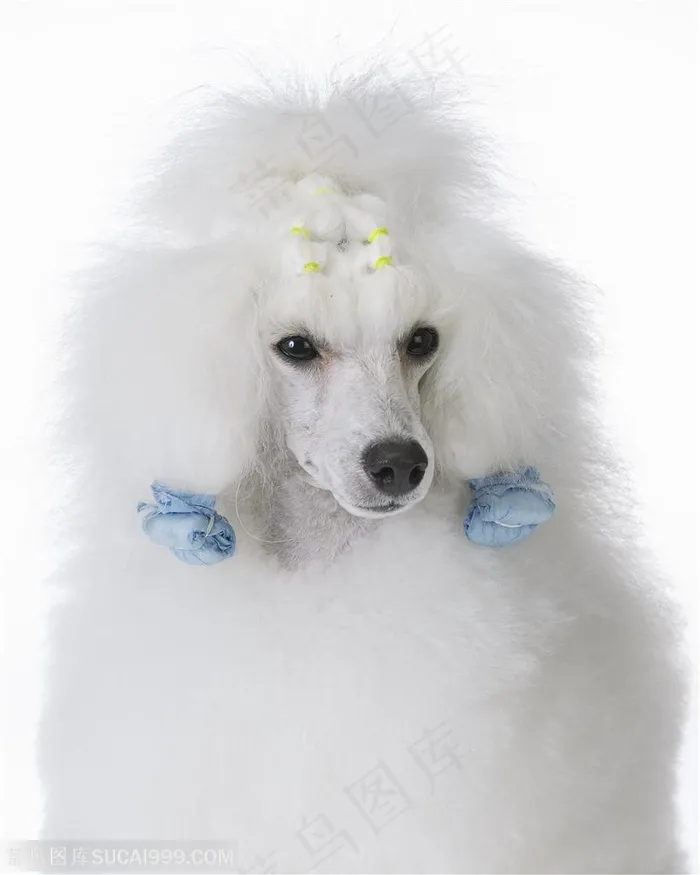 贵宾犬特写