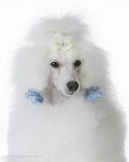 贵宾犬特写 贵宾犬特写