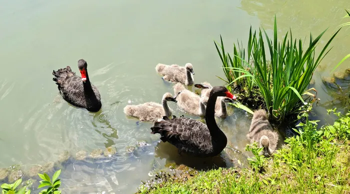 黑天鹅与天鹅宝宝游水摄影