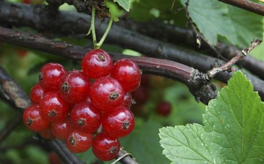 红浆果自然 绿色 果 健康