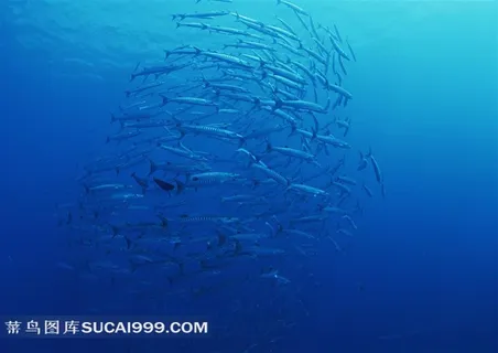 海洋世界金枪鱼群唯美摄影