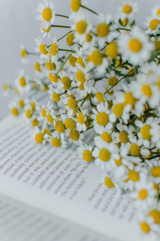 白色纯洁雏菊摄影素材