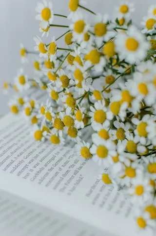 白色纯洁雏菊摄影素材