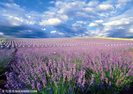 薰衣草的海洋